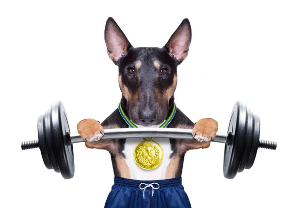 Active sport dog — Stock Photo, Image
