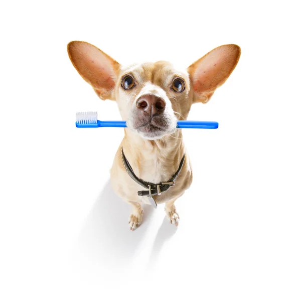 Зубная щётка у собак — стоковое фото