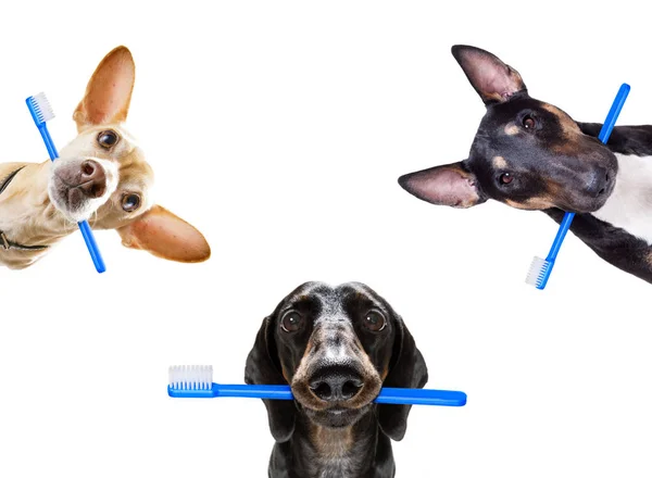 Cepillo dental fila de perros — Foto de Stock