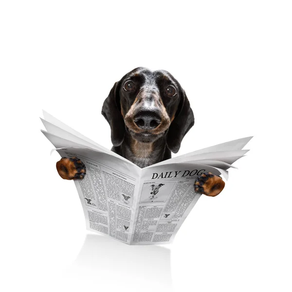 Pies czytanie gazety — Zdjęcie stockowe