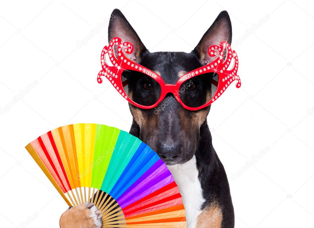 gay pride dog