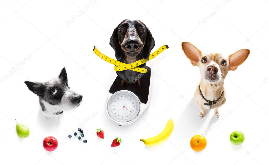 dog on scale , with overweight and fruit