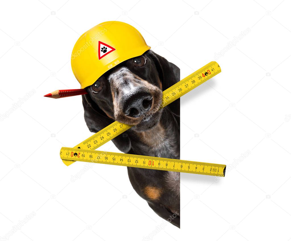 handyman worker hammer dog with helmet 