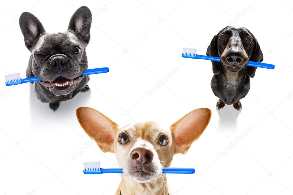 dental toothbrush  row of dogs