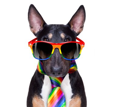 gay pride köpek