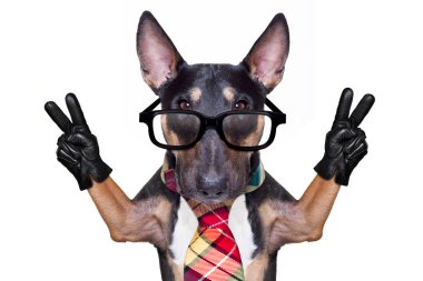 iş patronu köpek