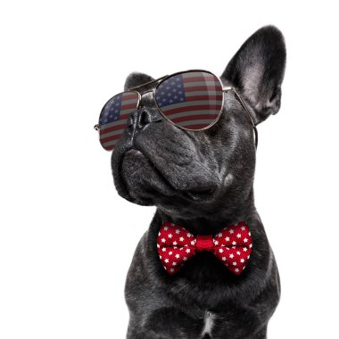 Bağımsızlık günü 4 Temmuz köpek