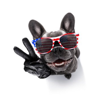 Bağımsızlık günü 4 Temmuz köpek