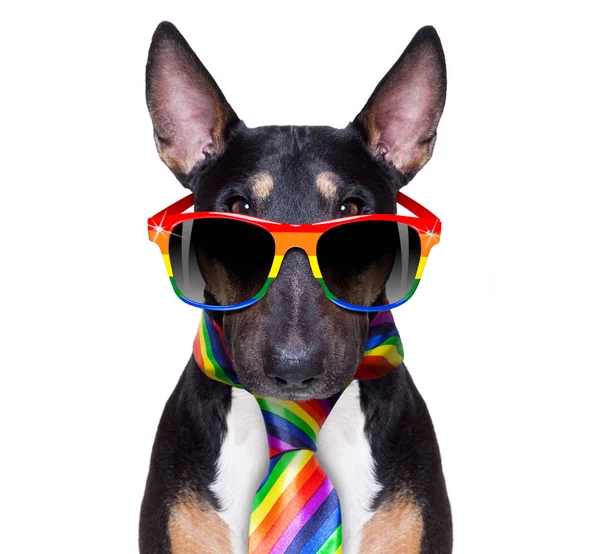 Gay orgulho cão — Fotografia de Stock