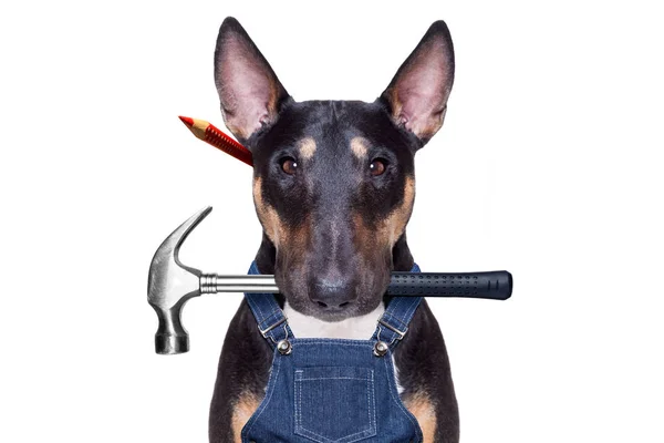 Heimwerker Hund mit Werkzeug im Maul — Stockfoto