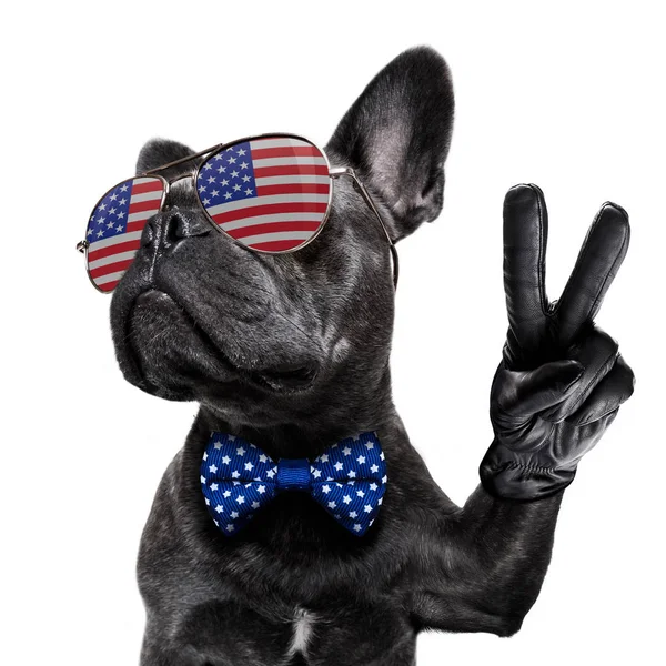 Bağımsızlık günü 4 Temmuz köpek — Stok fotoğraf