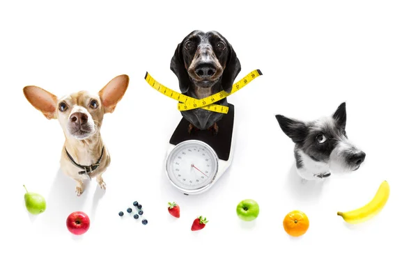 Hond op schaal, met overgewicht en fruit — Stockfoto