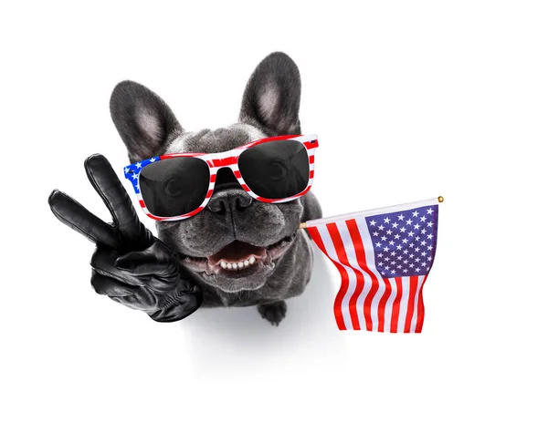 Bağımsızlık günü 4 Temmuz köpek — Stok fotoğraf