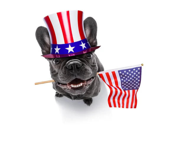 Independência dia 4 de julho cão — Fotografia de Stock