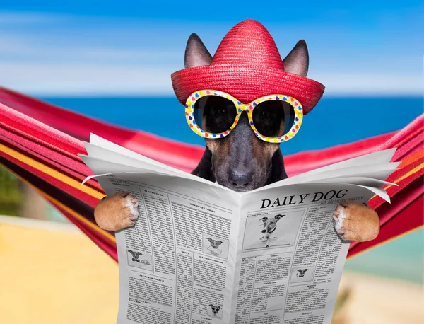Bull terrier perro en una hamaca en verano — Foto de Stock