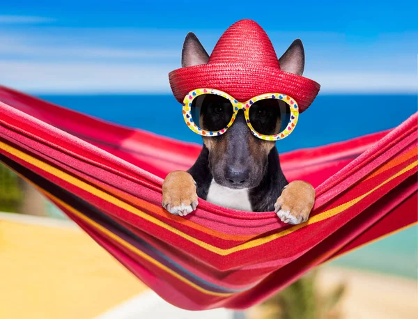 Cão terrier de touro em uma rede em verão — Fotografia de Stock