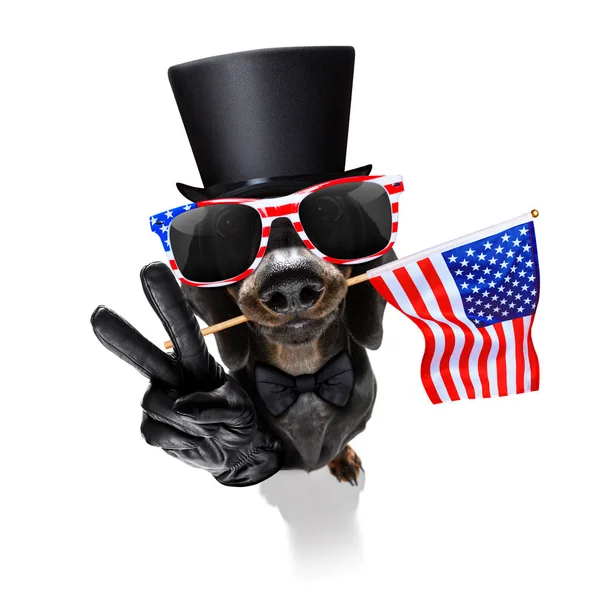 Independence day 4th of july dog — Stock Photo, Image