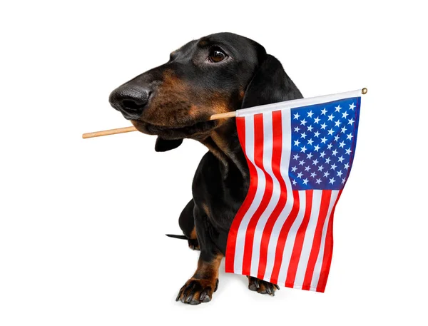 Den nezávislosti 4. července psa — Stock fotografie