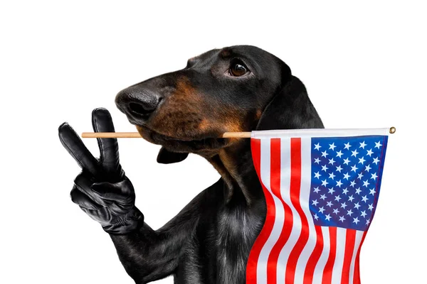 Independence day 4th of july dog Stock Picture