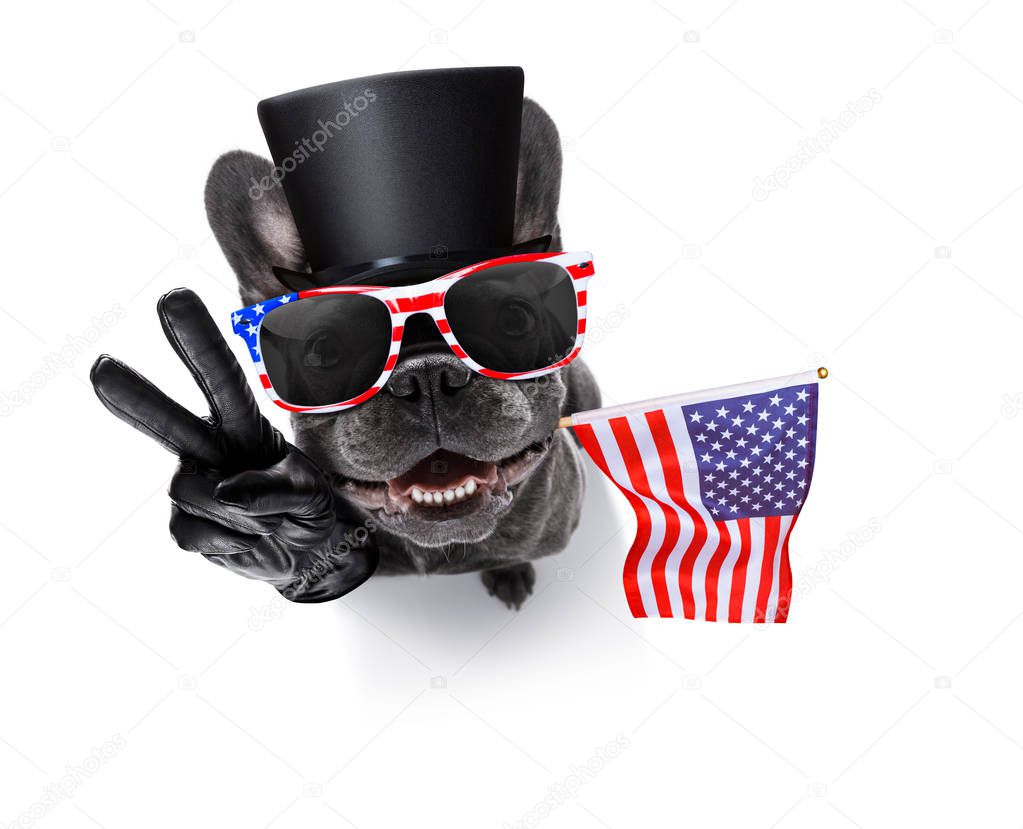 independence day 4th of july dog