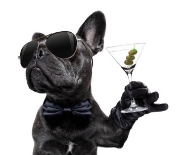 köpek bir kokteyl içme sarhoş 