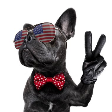 Bağımsızlık günü 4 Temmuz köpek