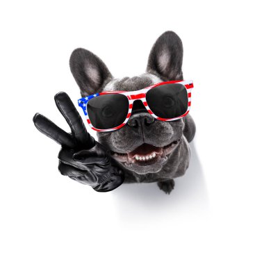 Bağımsızlık günü 4 Temmuz köpek