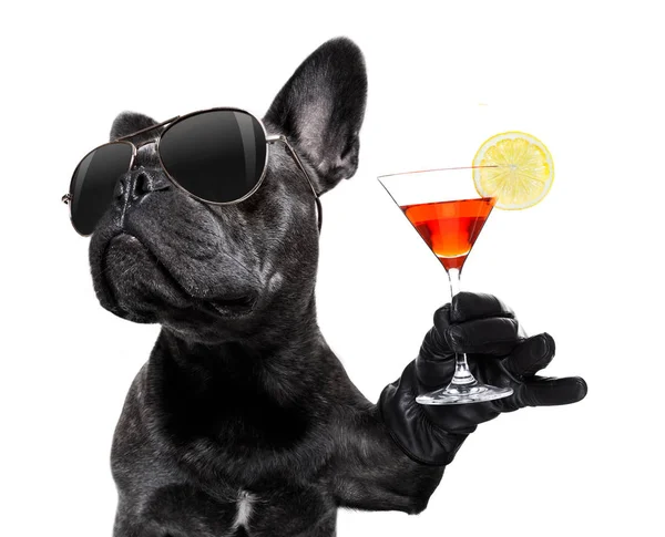 Cão bêbado beber um cocktail — Fotografia de Stock