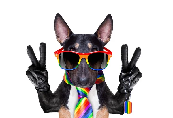 Gay pride köpek — Stok fotoğraf