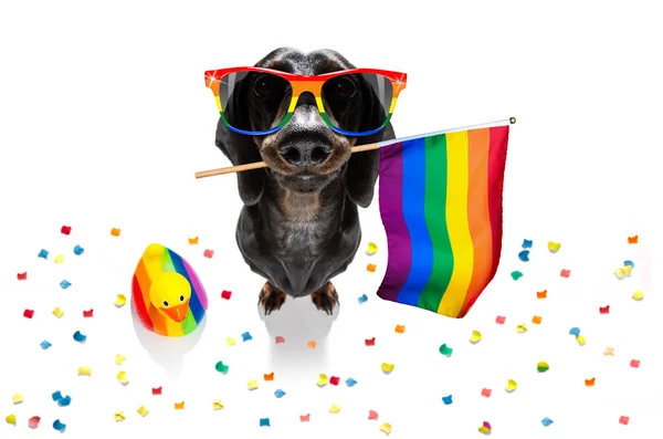 Gay orgulho cão — Fotografia de Stock