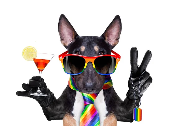 Gay pride dog — Stock Photo, Image