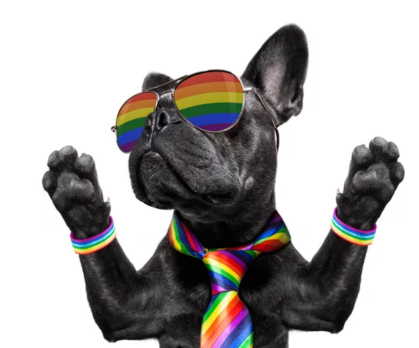 Homoseksuel stolthed hund - Stock-foto