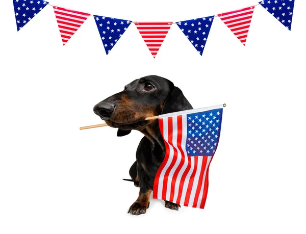Independência dia 4 de julho cão — Fotografia de Stock