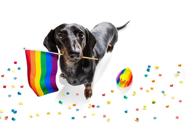 Gay pride hund — Stockfoto