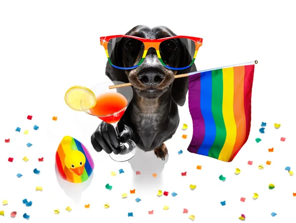 Gay pride hond — Stockfoto