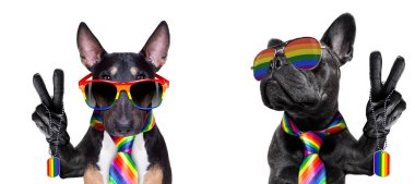 gay pride köpek