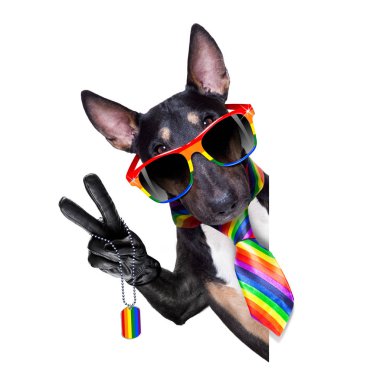 gay pride köpek