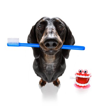 diş diş fırçası köpek