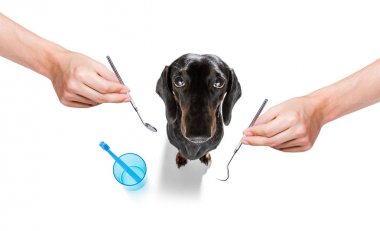 diş diş fırçası köpek