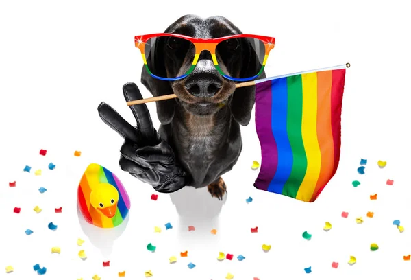 Gay orgulho cão — Fotografia de Stock