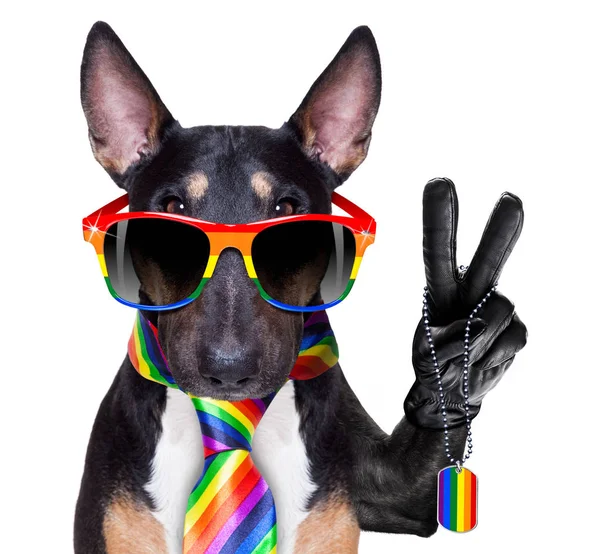 Gay orgulho cão — Fotografia de Stock