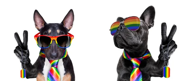 Gay pride köpek — Stok fotoğraf