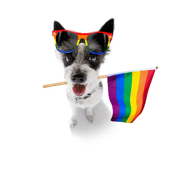 Gay orgoglio cane — Foto Stock