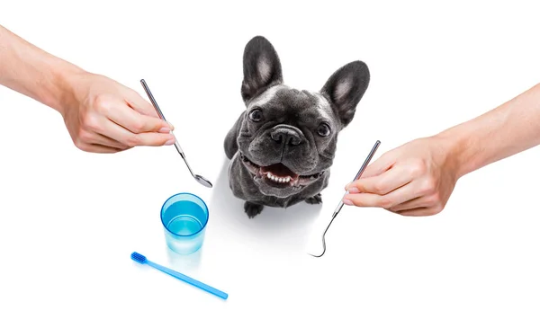 Dental cão escova de dentes — Fotografia de Stock