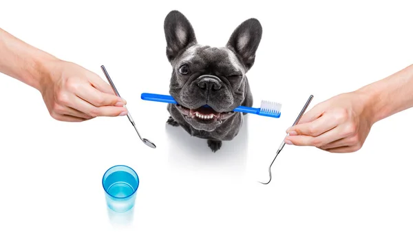 Dental cão escova de dentes — Fotografia de Stock