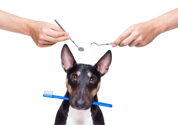 Cepillo dental perro —  Fotos de Stock