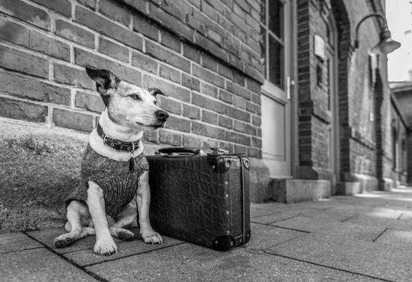 Perro abandonado y perdido —  Fotos de Stock