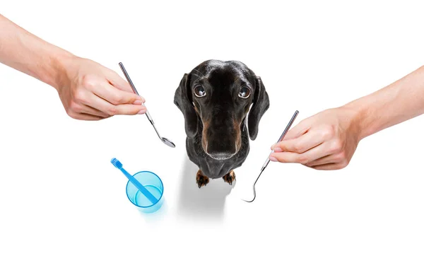 Dental toothbrush dog — Stock Photo, Image