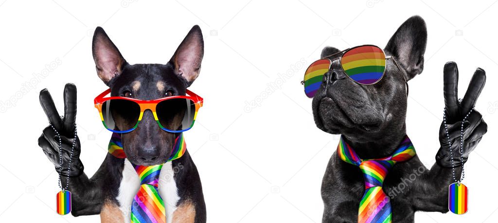 gay pride dog