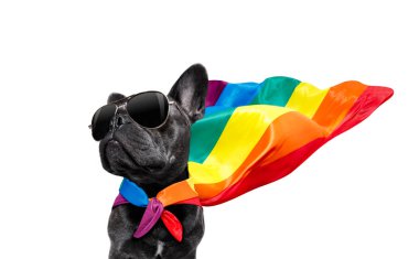 gay pride köpek
